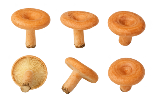 Six brown mushrooms with light stems, showing rounded caps and gilled undersides