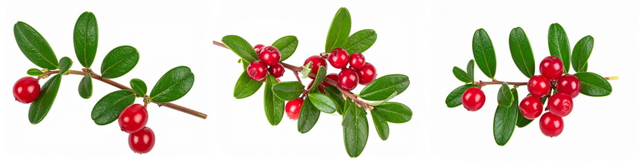 Fresh lingonberry branches with vibrant red berries and green leaves, symbolizing health, nutrition, and natural food