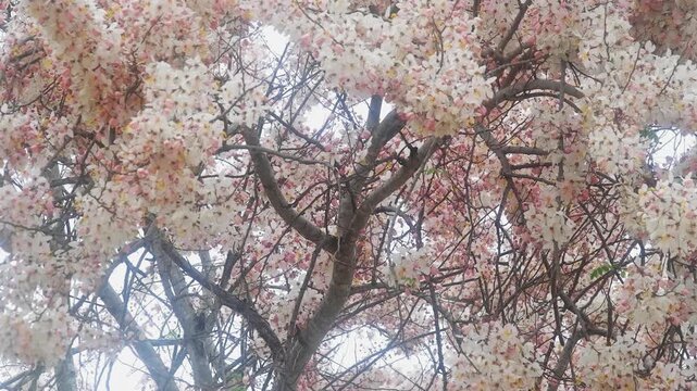 Beautiful Pink Shower Tree (Cassia bakeriana) Canopy Full of White and Pink Blooming Flowers, Peaceful Nature Spring Background Video