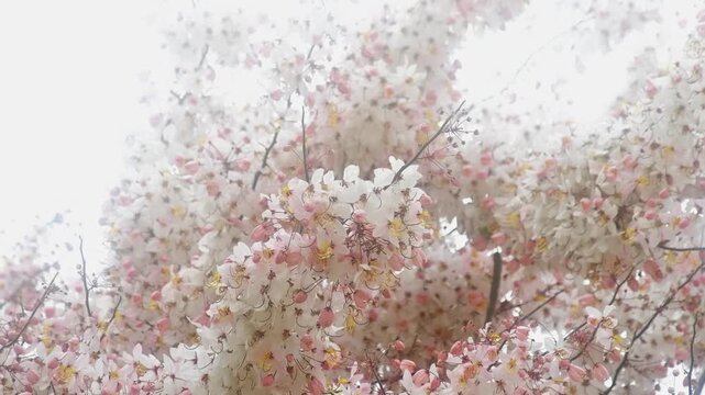 Beautiful Pink Shower Tree (Cassia bakeriana) Canopy Full of White and Pink Blooming Flowers, Peaceful Nature Spring Background Video