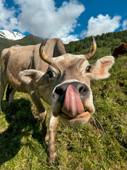 mucca pascolo lingua 