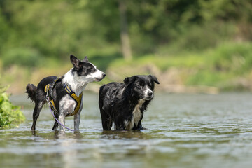two  funny dogs in the low water in the lake - border collies