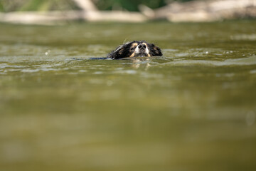 nice dog in the low water in the lake - border collie