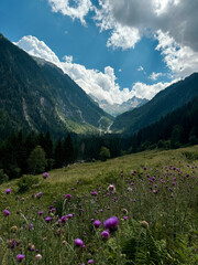 paesaggio di montagna alpi