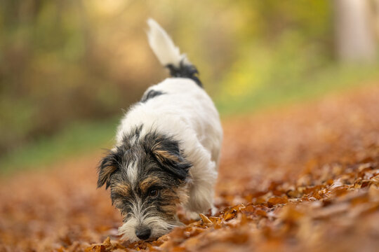 Cut tricolor small one year young Jack Russell Terrier dog is following a trail outdoors in autumn