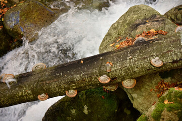 Fomes fomentarius a hoof-shaped fungus a pathogen grows on a tree trunk forest flora mycelium nature autumn