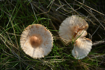 Parasol mushroom Macrolepiota procera tall royal champignon edible flora forest autumn nature macro