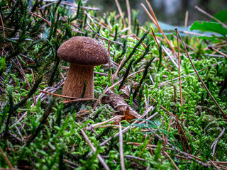 Braunkappe im feuchten Moos – Maronenröhrling im Nadelwald