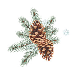 Fototapeta premium Pine cones on evergreen branches with snowflakes in winter 