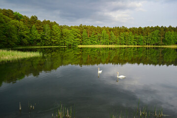 Lake with two swans in Drawa National Park, Poland