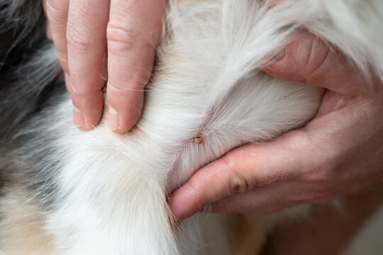 Close-up of a tick biting an Australian Shepherd dog, showing parasite risk and pet health care during the tick activity season.
