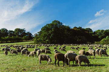 Obraz premium Grazing sheep fill a green meadow beneath a bright blue sky, showcasing a peaceful rural scene in the countryside during a sunny afternoon