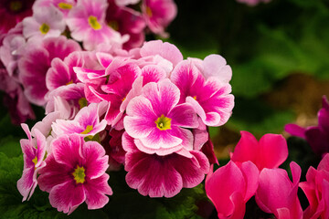 Close-up of pink primroses in bloom with soft petals, photographed at a floral exhibition indoors.