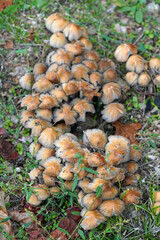 Ink cap mushrooms Coprinellus micaceus family macro forest flora mycelium nature autumn