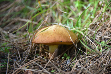 The mushroom Suillus granulatus the weeping boletus is edible flora forest autumn nature macro