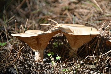 Two edible mushrooms the Infundibulicybe geotropa are a tubular mushroom macro forest flora mycelium nature autumn