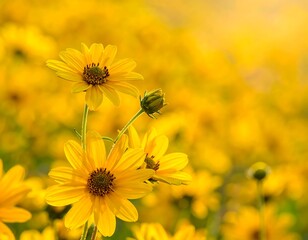 Close-up of yellow wildflowers bathed in warm sunlight, creating a bright and cheerful scene