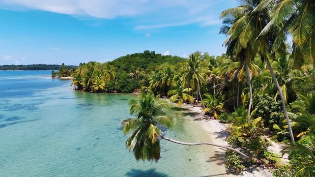 Aerial view of a serene beach fringed by tall palms meeting turquoise waters under a clear blue sky, creating a tropical paradise, Bocas del Toro, Panama.