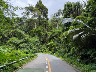 Scenic winding road through lush tropical jungle forest, empty roadway surrounded by dense green vegetation on Phuket island