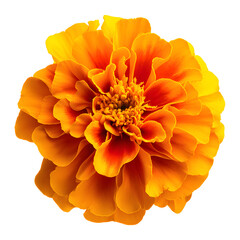 Vibrant Orange Marigold Flower Close Up Isolated on White Background