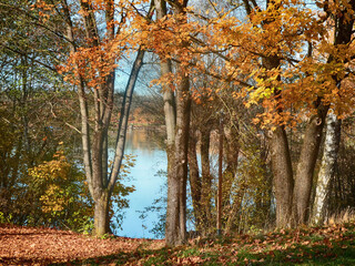 Obraz premium Germany, Bavaria - lake of Garching near Munich in a sunny day of autumna glimpse of the blue-green waters through the trees with orange leaves