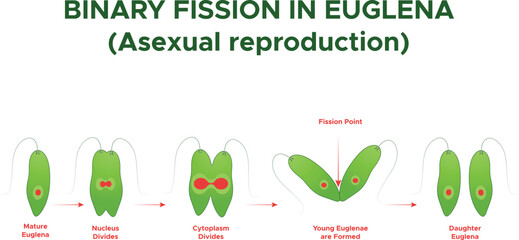 Binary Fission in Euglena Cell Division Biology Educational Illustration