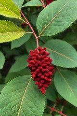 Red Sumac Berries