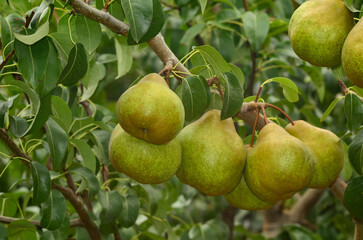 Large and delicious pears on a branch