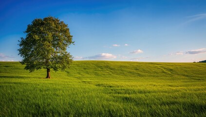 Landscape featuring a tree, showcasing natural beauty, preservation