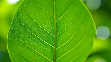 Close up of green leaf texture with veins in natural light, showing botanical details - Powered by Adobe