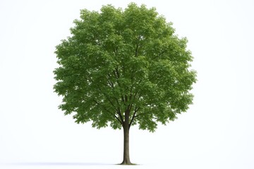 Obraz premium Isolated lush green tree with a rounded crown, standing tall against a plain white backdrop