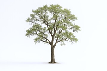 Obraz premium Single Isolated Tree with Lush Green Leaves on White Background: An Evergreen Specimen