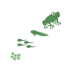 metamorphosis of frog illustration vector