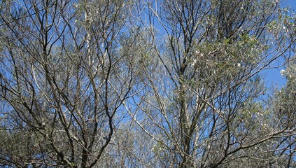 Obraz premium Melaleuca quinquenervia tree with white bottlebrush flowers, showcasing seasonal change