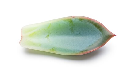 Succulent Leaf on White Background