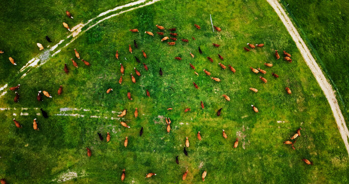 Landscape, arial and cattle on farm for agriculture, herd and livestock for sustainable dairy. Top view, conservation and animal in countryside with eating, meat or milk industry on cow ranch.