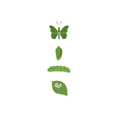 Butterfly life cycle in pastel tones: metamorphosis journey from caterpillar to butterfly