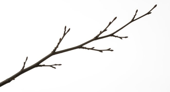 Bare Tree Branch with Buds Isolated on White