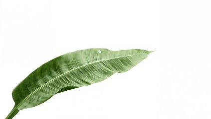 Obraz premium Single green banana leaf on white background, ideal for design applications