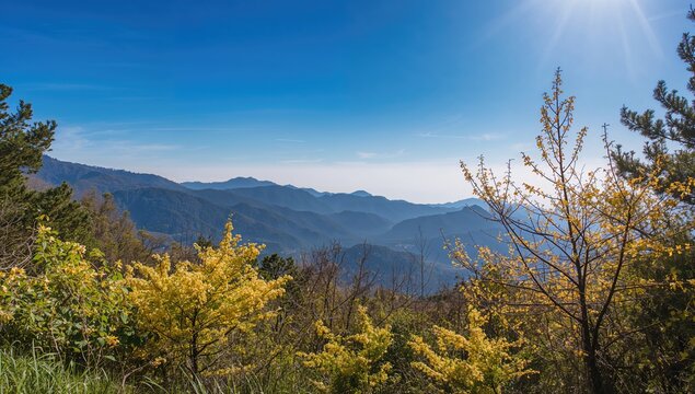 Forsythia flowers blooming abundantly during spring on a mountain
