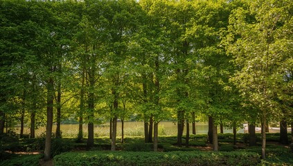 Obraz premium Green trees forming a natural barrier