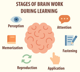 Infographic about the stages of brain activity during learning. Suitable for educational and scientific materials.