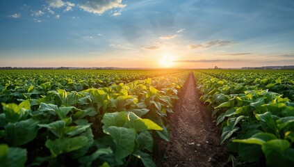 Soybean field at dawn, highlighting agricultural practices