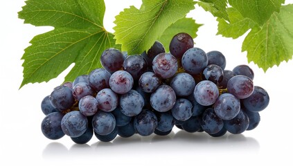 Fototapeta premium A cluster of mature blue grapes with leaves covered in water droplets on a white backdrop.