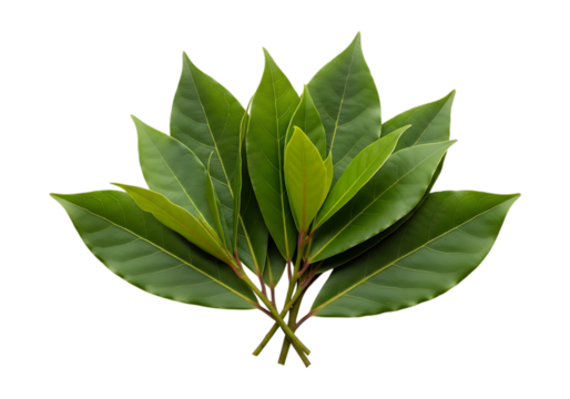 Fresh green laurel leaves arrangement isolated on transparent background