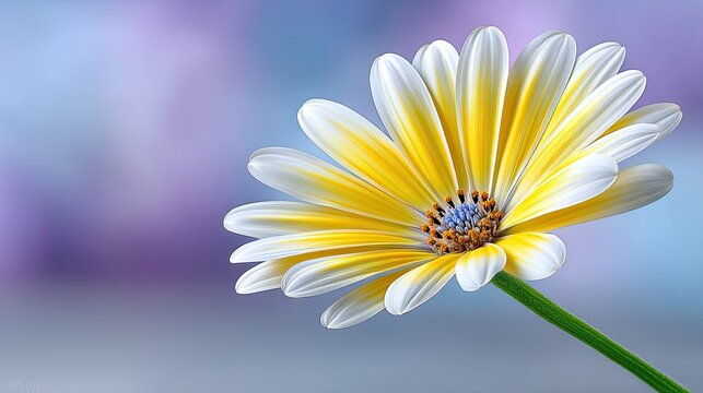 Macro Photo Of Soft Yellow Daisy Petals With Shallow Depth Of Field And Soft Focus Background