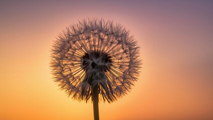 Close-up of a Dandelion silhouetted by a sunset, seasonal change