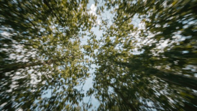 A soft-focused view of thick foliage against a bright, clear sky, featuring a dreamy bokeh effect.