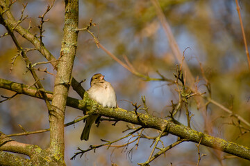 A young sparrow perches on a sunlit tree branch, its soft plumage glowing in the gentle autumn light
