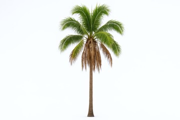 Obraz premium Isolated Palm Tree with Green Fronds and Brown Trunk on a White Background